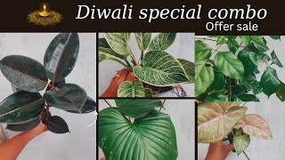 diwali special offer saleindoor plants combo [upl. by Otto]