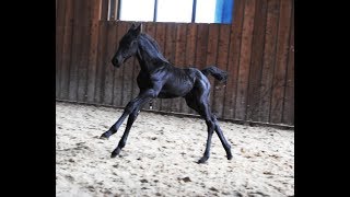 10 days old Friesian horse filly Jildou at the inside arena so cute [upl. by Nnanaej]