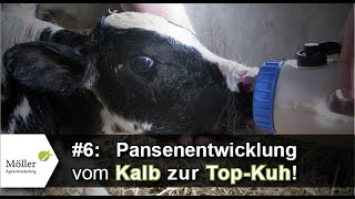 Pansenentwicklung beim Kuhkalb Der schnellste Weg zum Wiederkäuer bzw vom Kalb zur Kuh Teil 69 [upl. by Selinda]