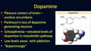 Neurotransmitters Overview [upl. by Ehtyaf759]