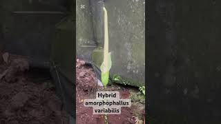 Hybrid amorphophallus variabilis [upl. by Seleta]