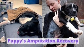 Puppys Amputation Recovery  3 day VLOG [upl. by Narmak976]