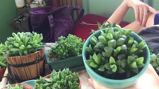 Haworthia Coming Out Of Dormancy [upl. by Imuyam]