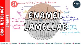 Enamel Lamellae  Enamel cracks  Preeruptive amp Posteruptive Lamellae  Dr Paridhi Agrawal [upl. by Neemsay396]