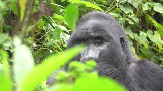 Bwindi National Park [upl. by Michaela]