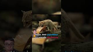 The Rusty Spotted Cat 😺animals cuteanimals cats wildcats [upl. by Alimak269]