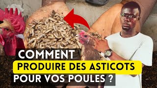 Comment Produire 100 Kg dAsticots Pour vos Poulets Chaque Mois [upl. by Nagaek430]