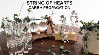 String of Hearts Care  Propagation  Houseplant Care Tips [upl. by Tse]