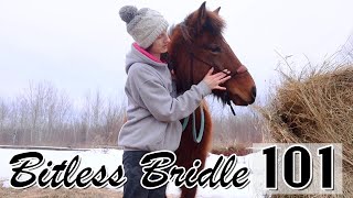 The Basics For Using A Bitless Bridle [upl. by Stanwinn]