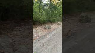 Chickasaw National Recreation Area hikingwithdogs armadillo babyarmadillo wildlifeviewing [upl. by Pinebrook]