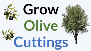 How To Propagate Olive Tree [upl. by Adiaj643]