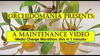 Orchidomania Presents A Maintenance Video  Media Change Marathon 5 hrs in 7 minutes [upl. by Anairdna]