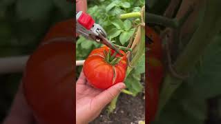 Another bumper harvest of tomatoes tomatoplanting pickingtomatoes [upl. by Arakawa]