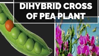 Inheritance and variations Dihybrid cross of Pea Plant  Pisum sativum by Subhash sir [upl. by Dnarud]