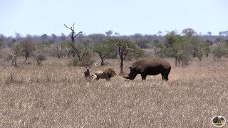 Rhino vs Lion  Who Is The Boss [upl. by Genesa985]