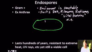 Microbiology Bacterial cell strucrure and fucntion ENDOSPORES [upl. by Arabella]