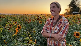 Sunflowers at Gordon Skagit Farms [upl. by Iraj]