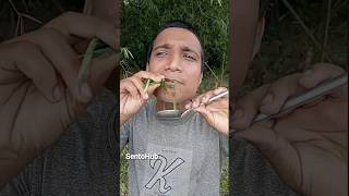 Natural Remedies for Cold and Cough  camping bushcraft survival outdoors forest skills sento [upl. by Ycul]