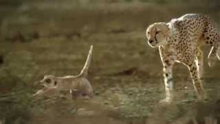 Hungry Cheetah Chases Meerkat [upl. by Gerrilee512]