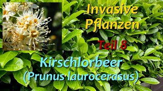 Invasive Pflanzen  Teil 8  Kirschlorbeer [upl. by Leikeze]