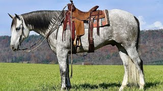 Chief quarter horse gelding [upl. by Eehsar]