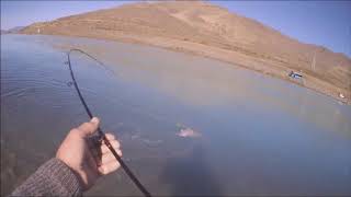 Twizel Canal Softbaiting [upl. by Lorrad673]