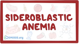 Sideroblastic anemia  causes symptoms diagnosis treatment pathology [upl. by Isabella]