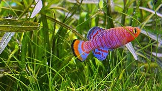 Ikan Hias Killifish Nothobranchius rachovii [upl. by Aronid]