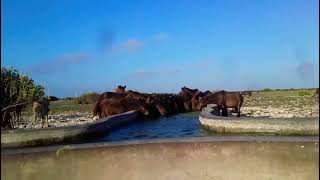 Horses at delft island in srilanka [upl. by Ahsinnod]