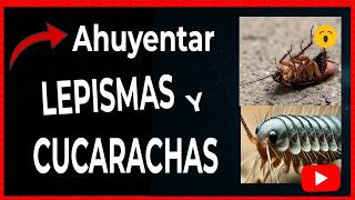 🔴 LEPISMA vs CUCARACHA ¿Cuál es el peor enemigo de tu hogar [upl. by Hguh607]