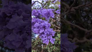 Sydneys jacarandas are in full bloom jacaranda aussiebuzz australia [upl. by Lennod]