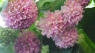 How to grow Dombeya plant care and flowers information [upl. by Wight]