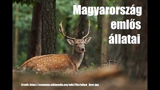 Magyarország emlős állatai [upl. by Aihsila292]