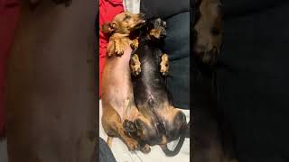 Dachshund Snuggles lovemydachshund dachshund sausagedog cute puppy dachs [upl. by Titos254]