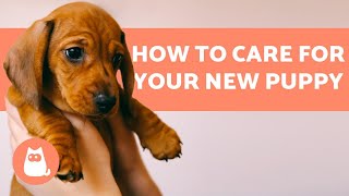 How to TAKE CARE of a PUPPY 🐶 Complete Guide to Puppy Care [upl. by Itnava]