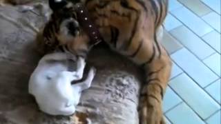 Dog friendly with Tiger AMAZING VIDEOS [upl. by Nnylg737]