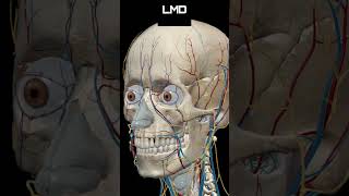 Cabeça e face miologia 1  Movimento  Programa Anatomia 3D Software shorts anatomy biology [upl. by Adnolaj110]