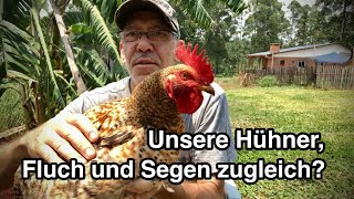 Unsere Hühner Fluch und Segen zugleich [upl. by Ordnassela119]