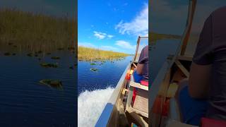 Airboat Adventures HighSpeed Thrills in Everglades National Park [upl. by Charlton]