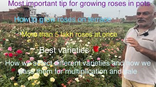 2 lakh roses in one frame 🌹 Bumper flowering 🌹 Kaise Gulaab ki care karein  Kisko follow karein [upl. by Jolyn]