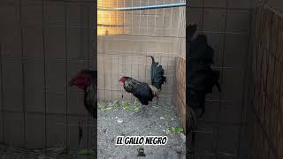 El Gallo Negro 🥷  Corralito Los Gomez losfarmerz corridos gallos galleros california [upl. by Mima]