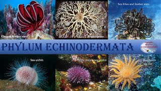 Exploring the Fascinating Characteristics of Phylum Echinodermata kingdom animalia class 11th NCERT [upl. by Colbert]