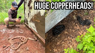 Finding HUGE Copperheads in Metro Atlanta Tin Flipping and Biking For Snakes in Georgia [upl. by Mersey]