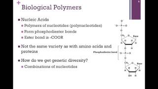 003Biological Polymers [upl. by Anivlac]