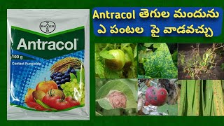 Antracol fungicide use in telugu  Propineb 75 Wp  Bayer antracol price [upl. by Sadoff]