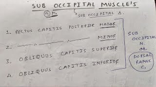 Sub occipital muscle and these nerve supply [upl. by Tihor]