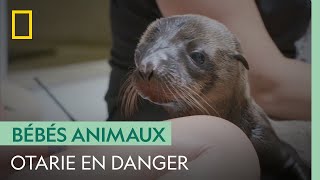 Ce bébé otarie inquiète les soigneurs car il ne prend pas de poids  AU CŒUR DU ZOO  COLUMBUS [upl. by Eldoria]