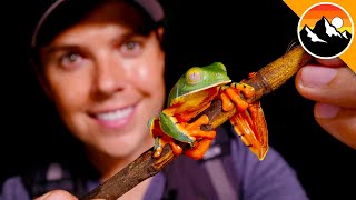 Finally Found The Splendid Leaf Frog [upl. by Urbai]