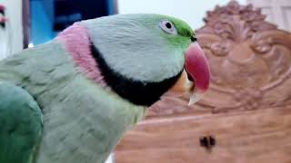 How to Train Your Pahadi Parrot to Talk [upl. by Egres]