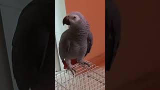 parrottalking africangrey parrot saudi [upl. by Rudy212]